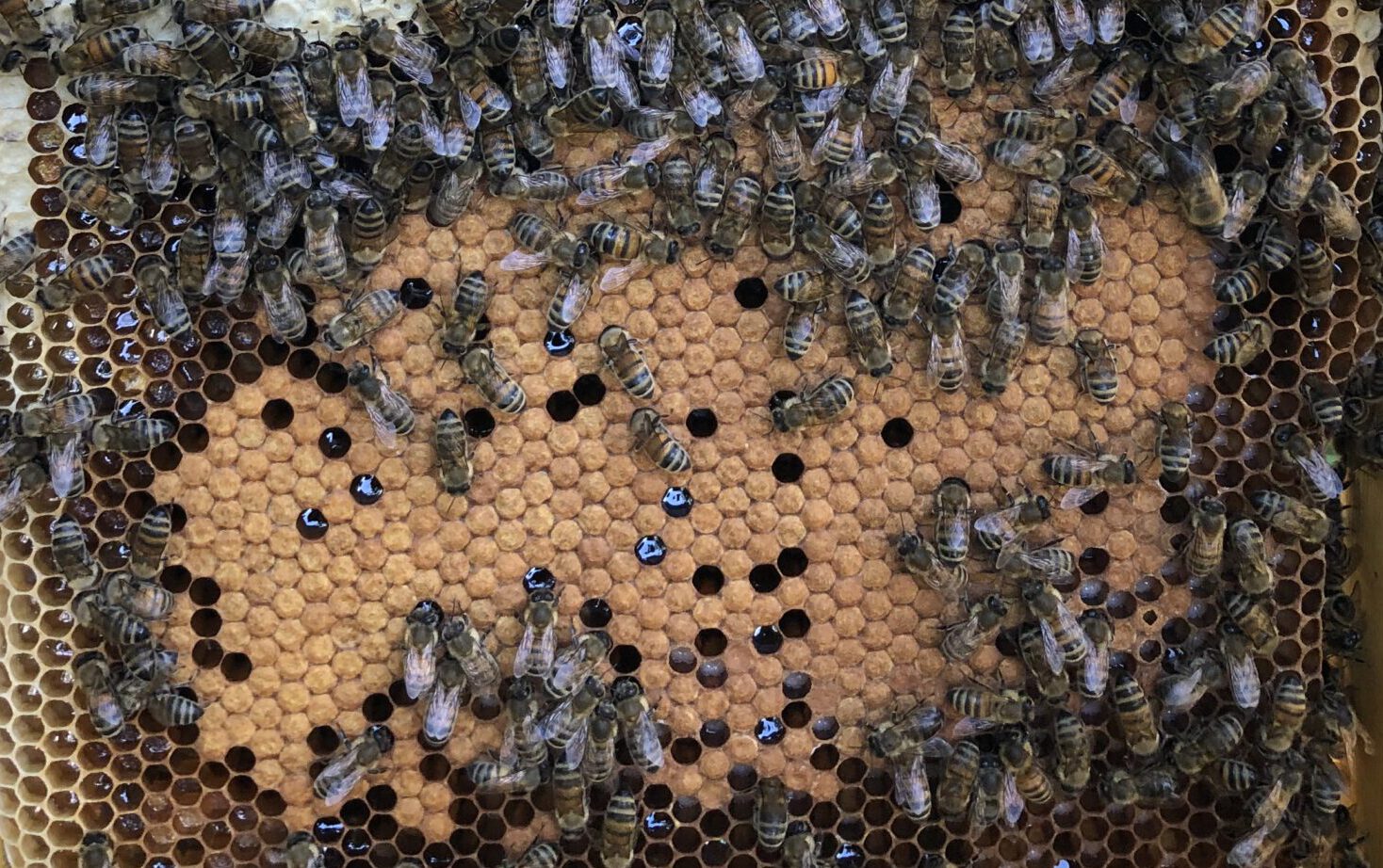 Ein Bienenschwarm ist immer wieder ein Erlebnis, auch für die Bienen